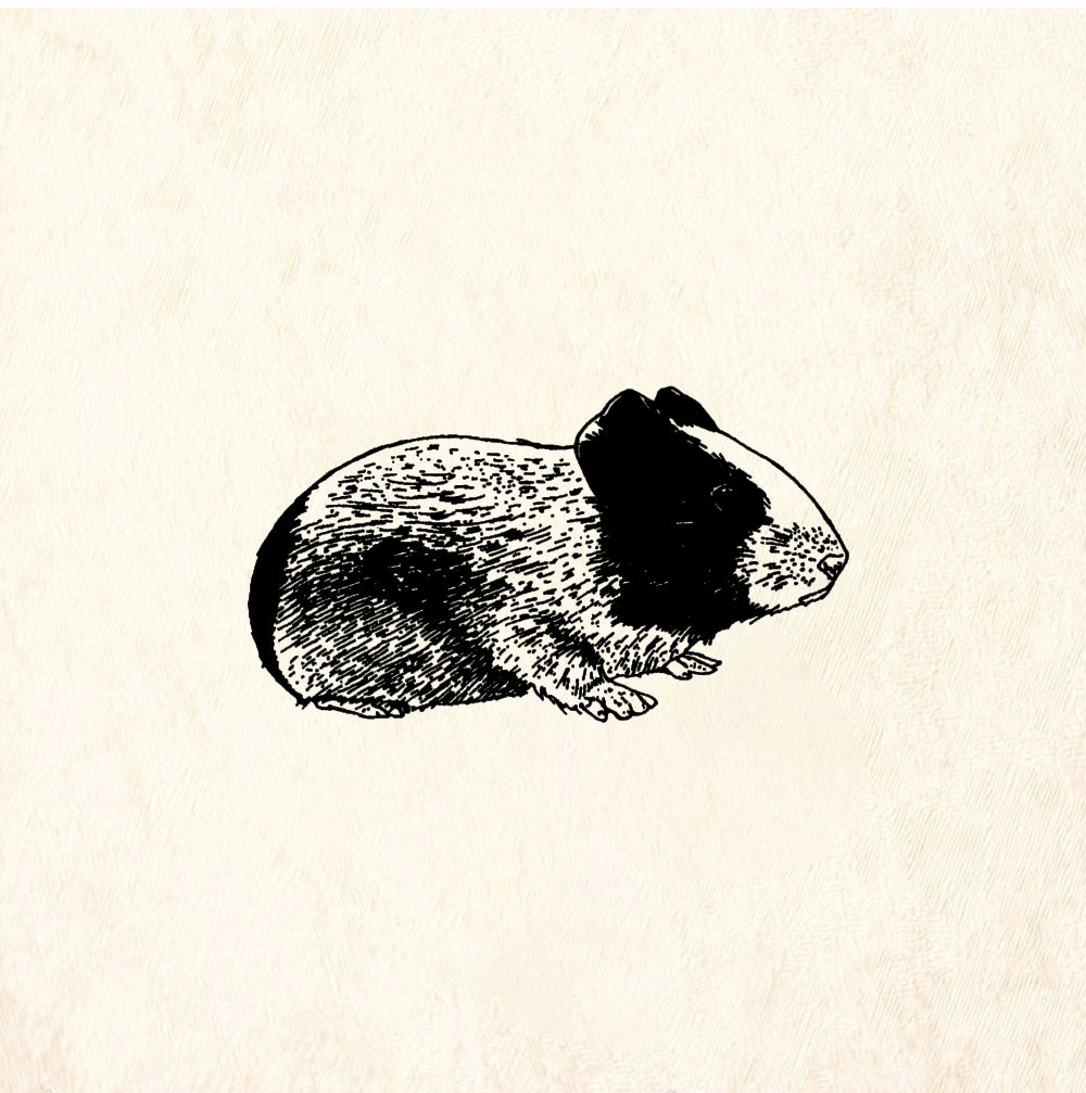 StampaFe Guinea Pig - Rubber Stamp 1.75 x 0.75