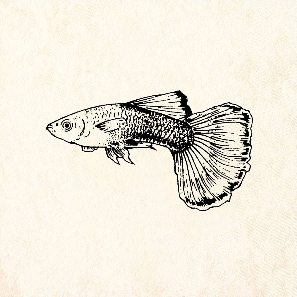 StampaFe Guppy Fish - Rubber Stamp 1.25 x 0.75