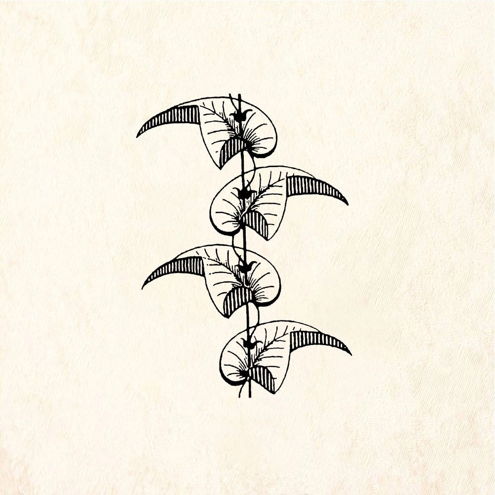 StampaFe Bordered border Bordered Vine Border - Rubber Stamp 1.25 x 1.75