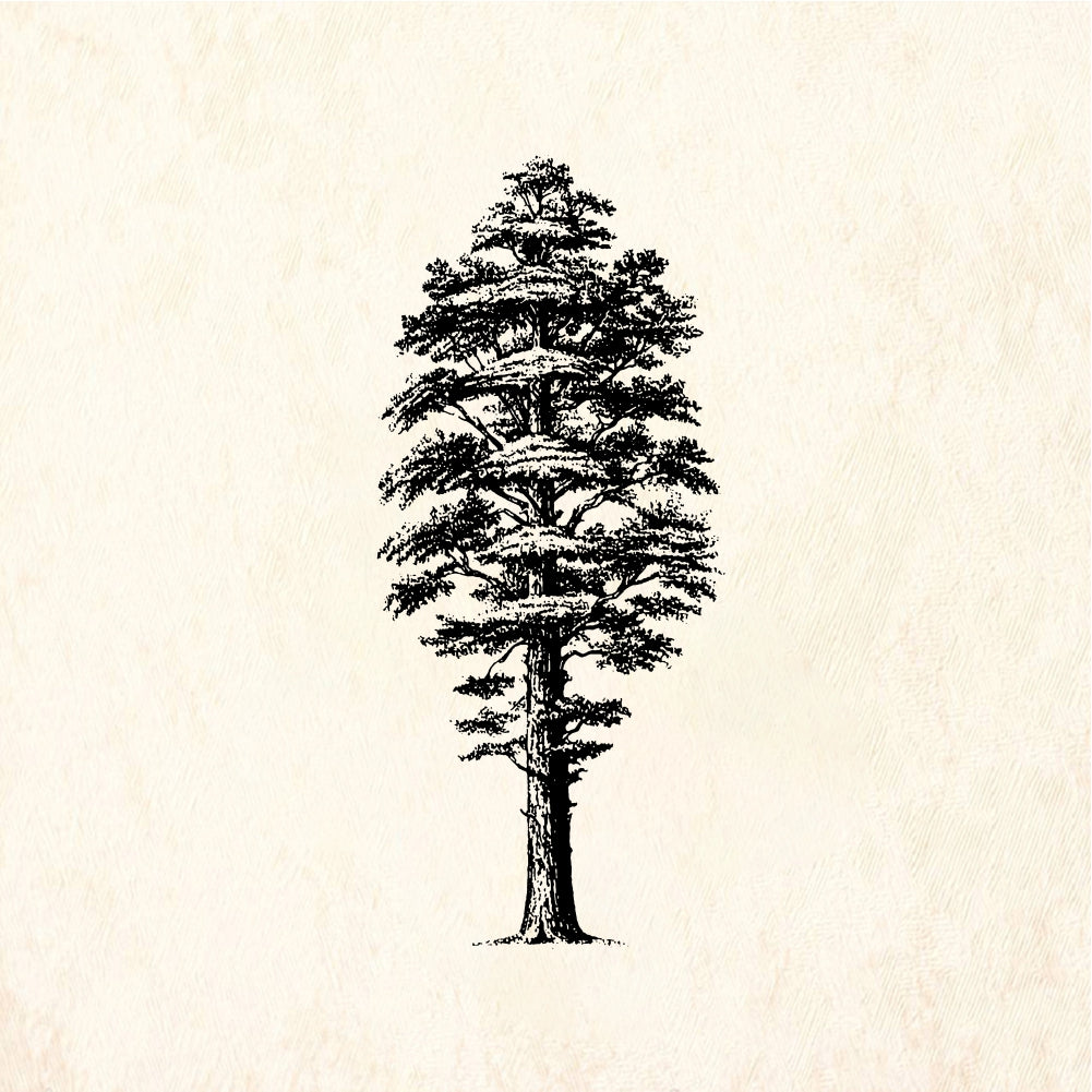 StampaFe Giant sequoia Tree - Rubber Stamp 1 x 2.5