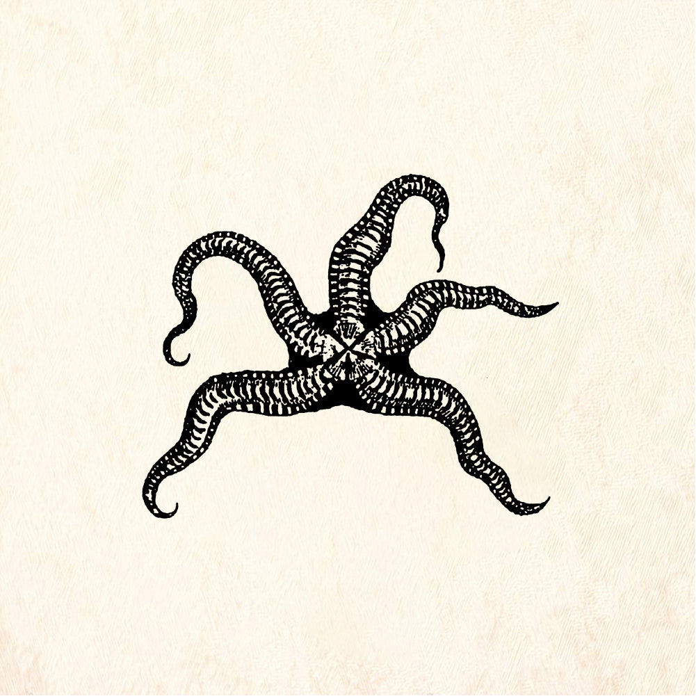 StampaFe Starfish - Rubber Stamp 1.75 x 1.25