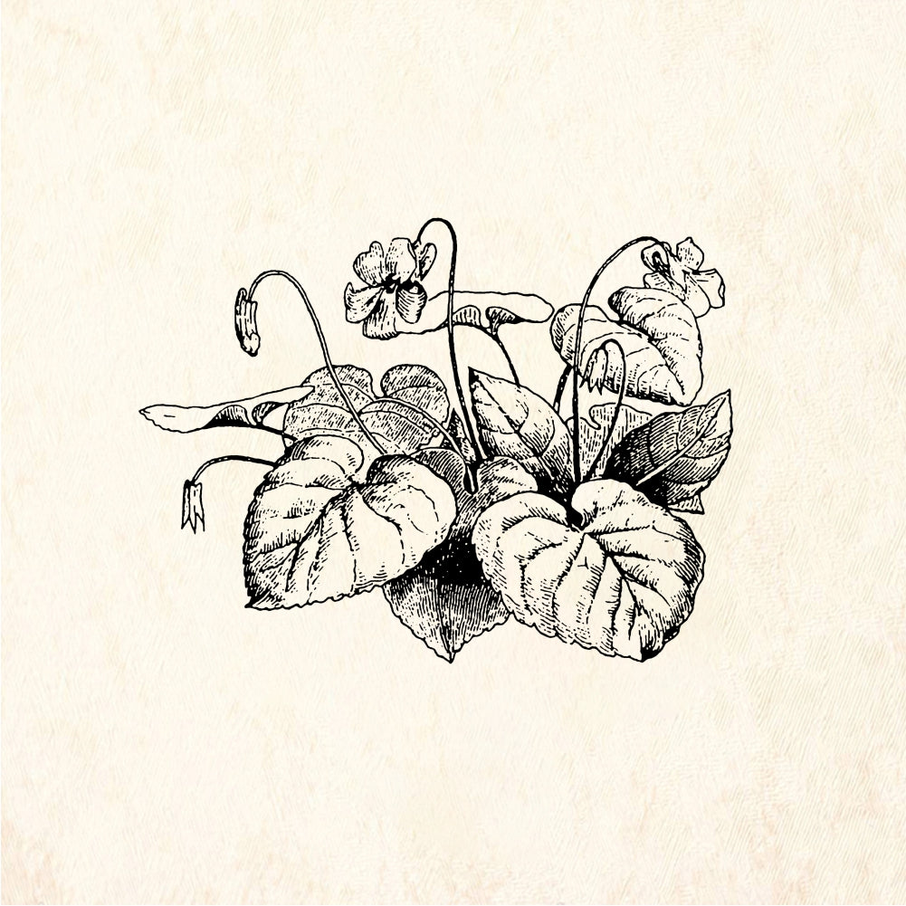StampaFe Violets Violet Flowers - Rubber Stamp 1.75 x 2