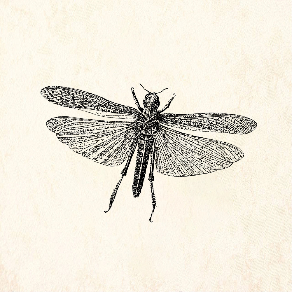 StampaFe Grasshopper - Rubber Stamp 3.5 x 1.25