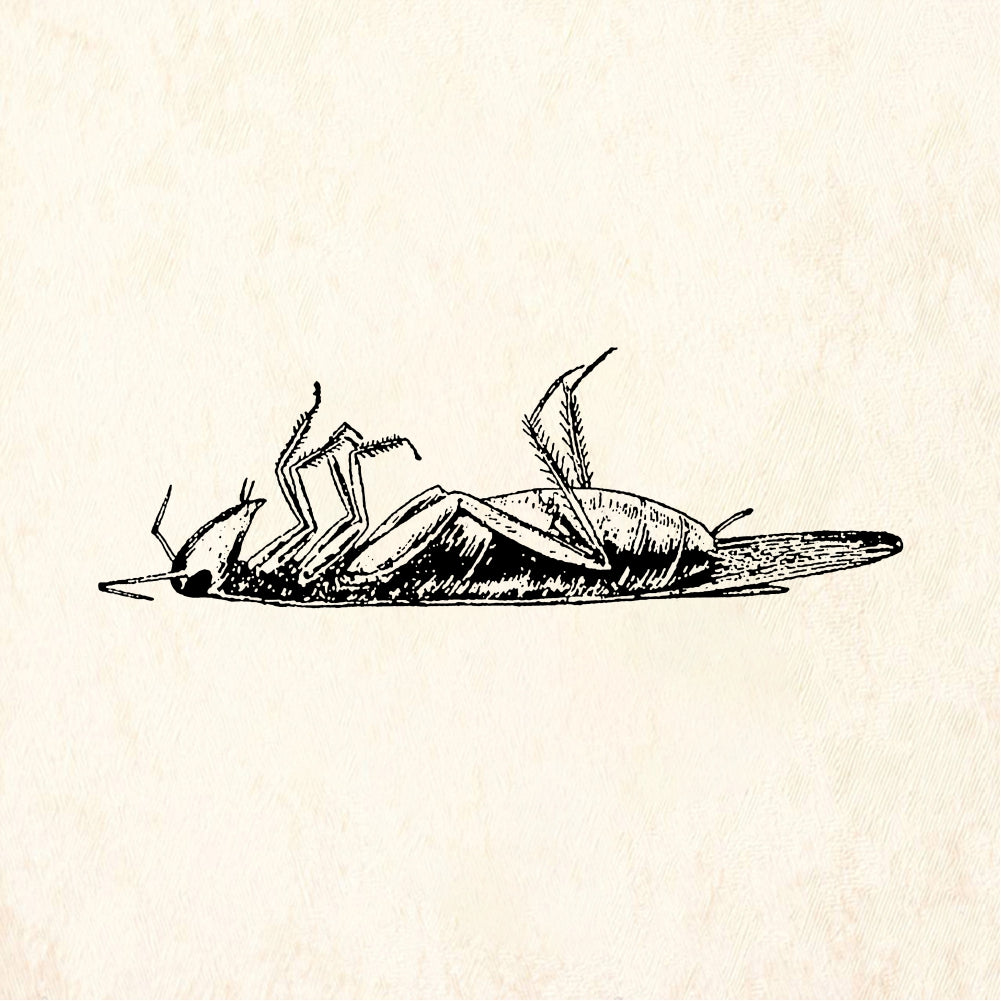 StampaFe Dead roach - Rubber Stamp 2.5 x 1