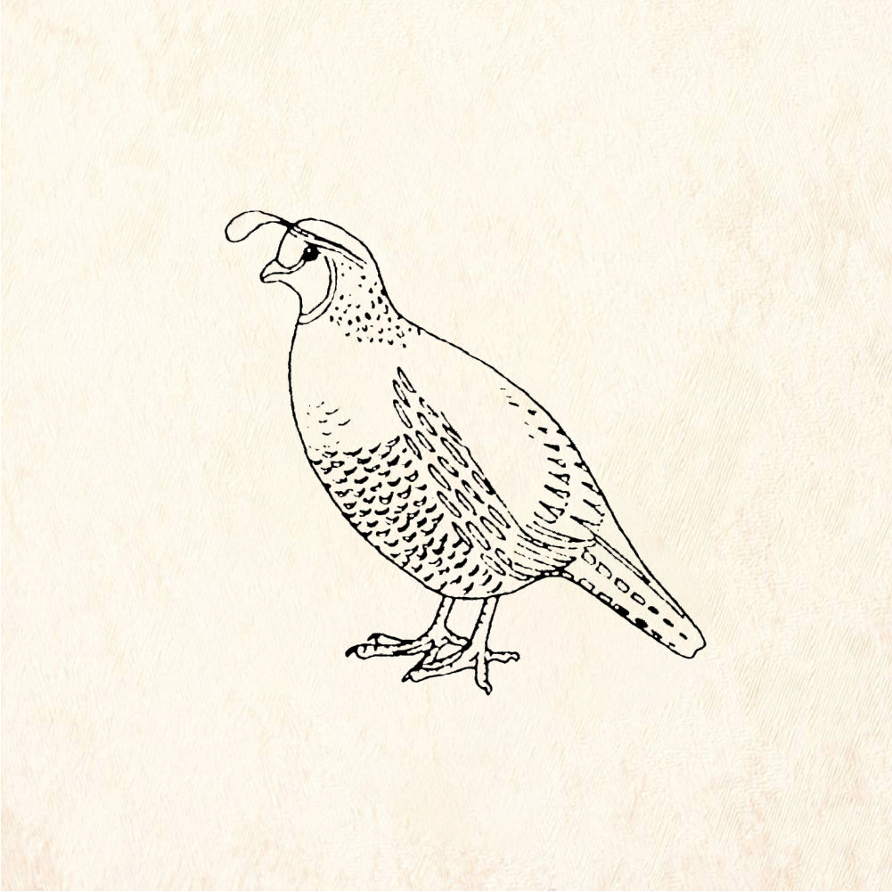 StampaFe Quail Detailed Quail Bird Rubber Stamp 1 x 1