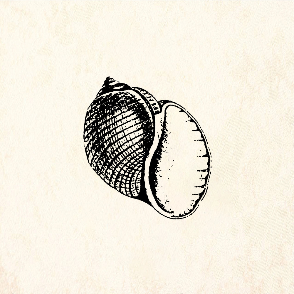StampaFe Shell #3 Shell Three - Rubber Stamp 1.25 x 1