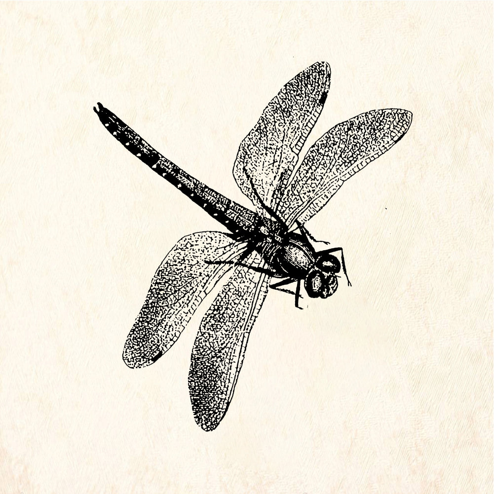 StampaFe Dragonfly, lg. Large Dragonfly - Rubber Stamp 2.25 x 1
