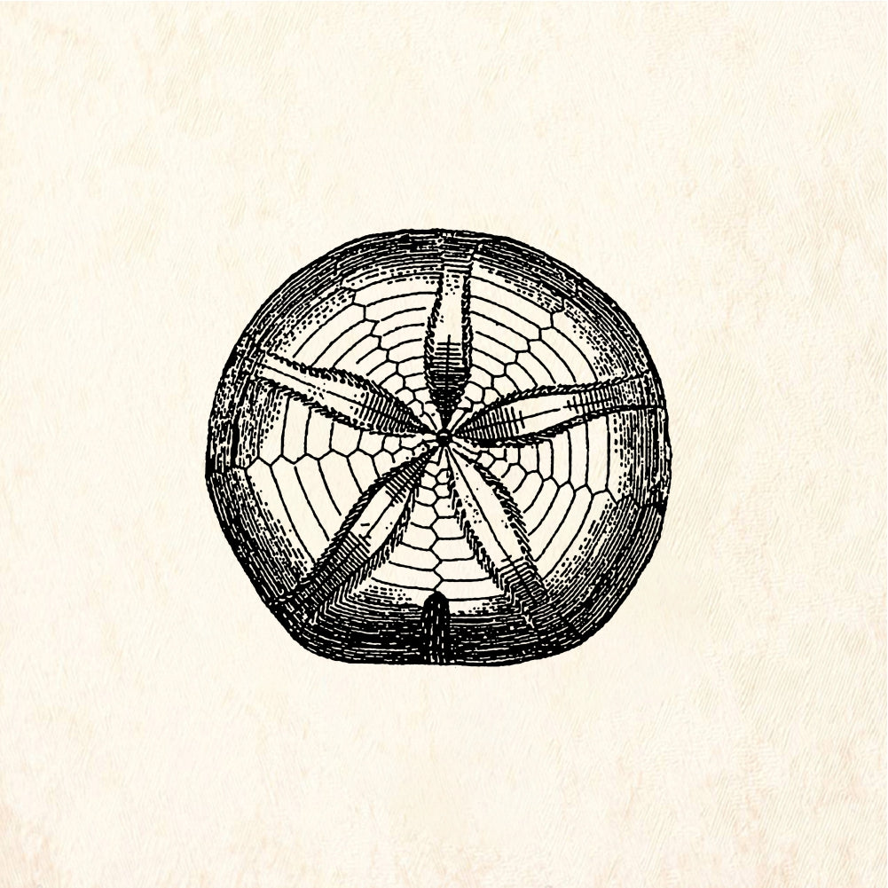 StampaFe Sand dollar - Rubber Stamp 1.5 x 1.5