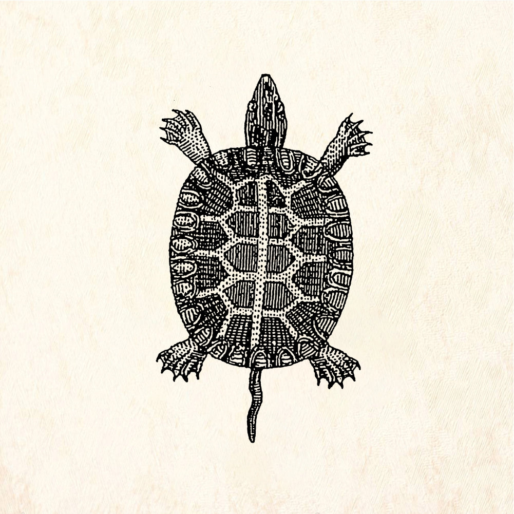 StampaFe Dime store turtle - Rubber Stamp 1 x 1.5