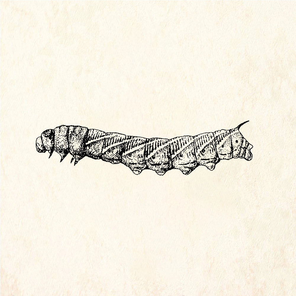 StampaFe Tomato worm - Rubber Stamp 2 x 0.5