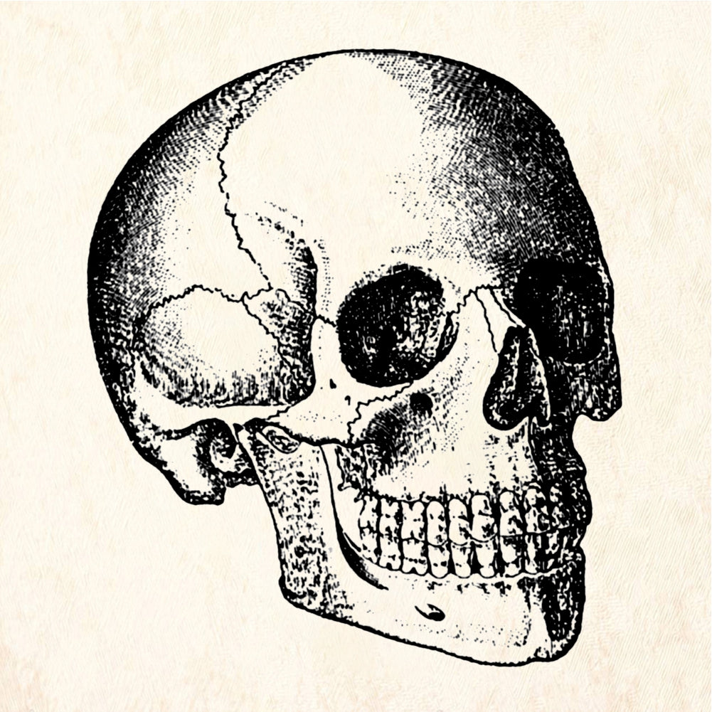 StampaFe Skull Anatomical Side Rubber Stamp 1.75 x 2.25