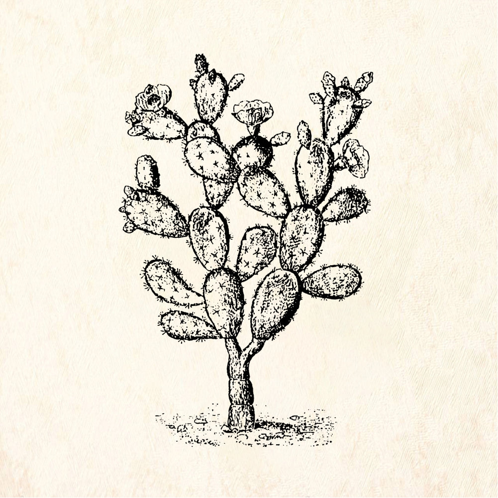 StampaFe Big Prickly Pear Cactus Rubber Art Stamp