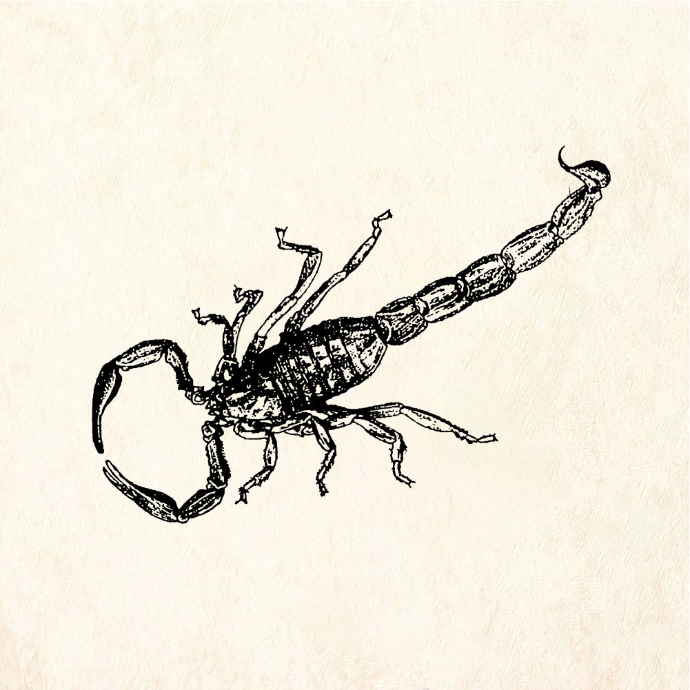 StampaFe Big scorpion Large Scorpion - Rubber Stamp 1.75 x 1.5