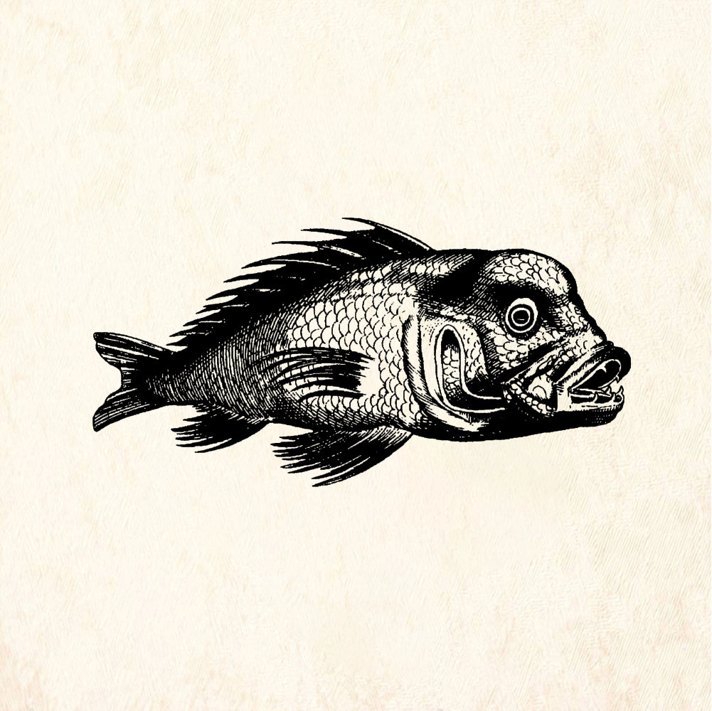 StampaFe Hungry Fish - Rubber Stamp 2.75 x 2