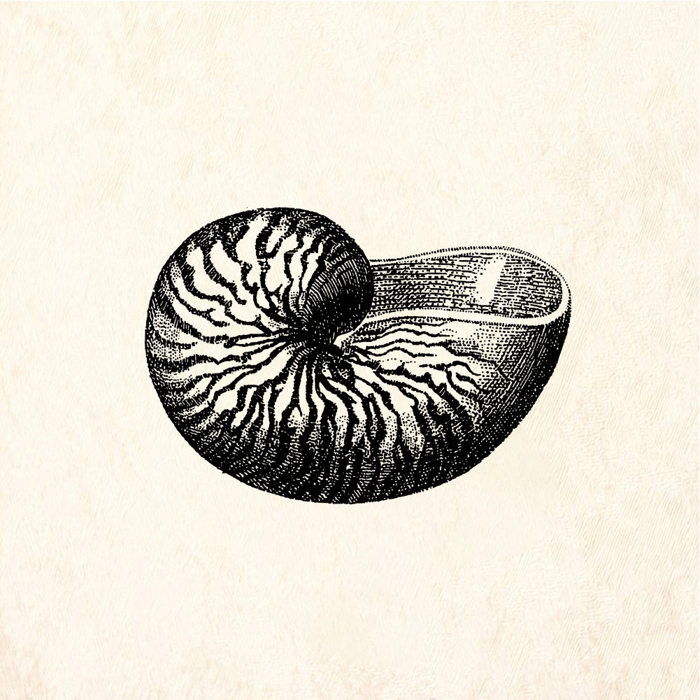 StampaFe Shell, nautilus Shell - Rubber Stamp 3 x 1.5