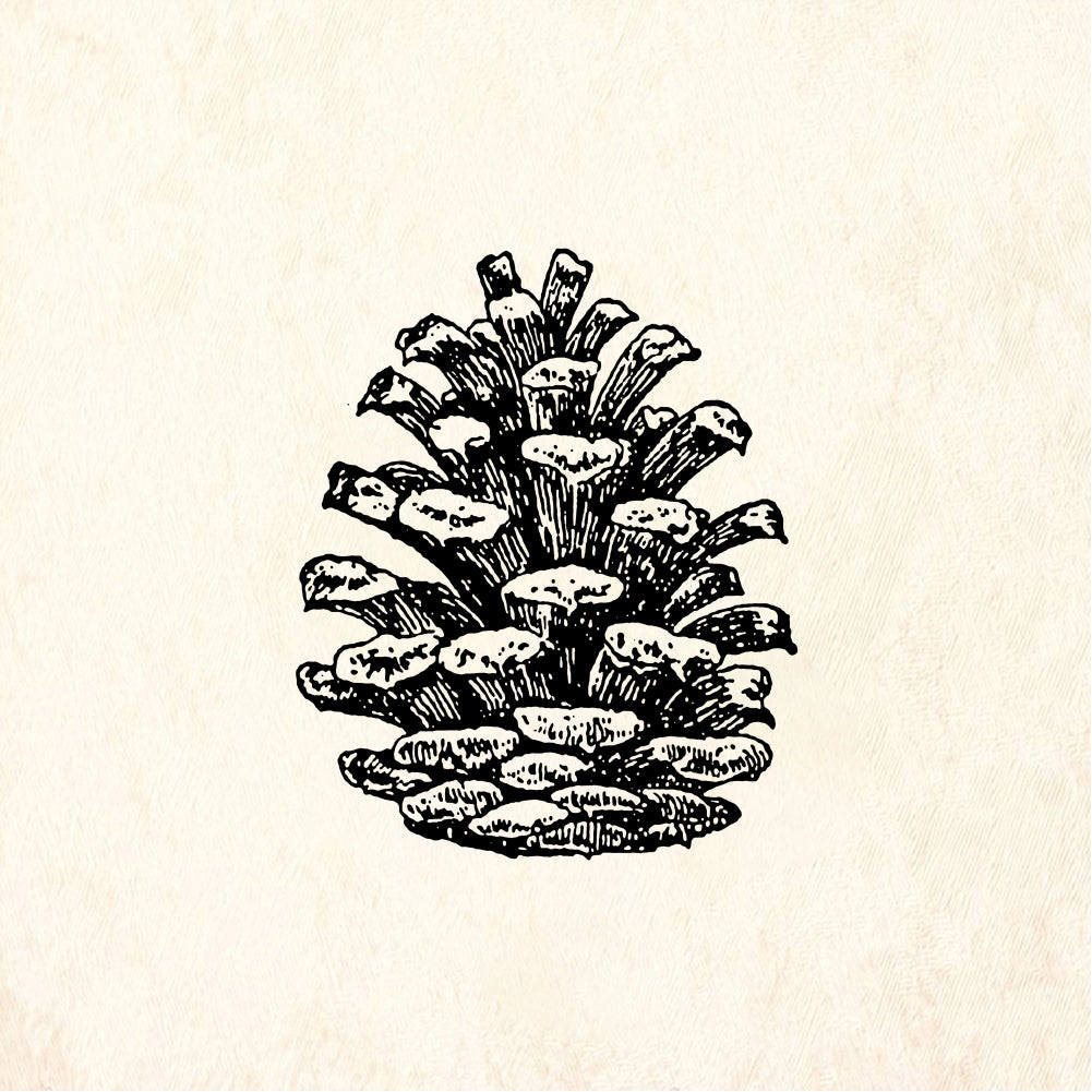 StampaFe Pine cone, lg. Large Pine Cone - Rubber Stamp 1 x 1.25