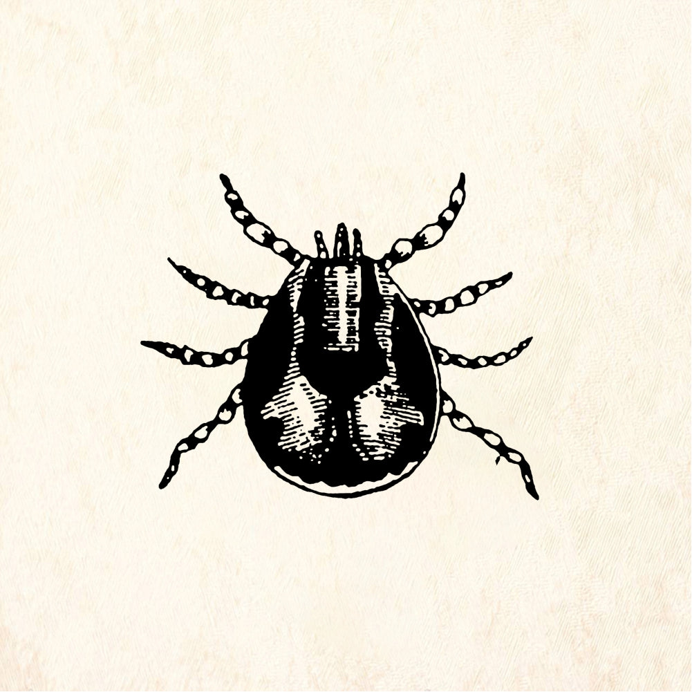 StampaFe Tick Insect - Rubber Stamp 1 x 1
