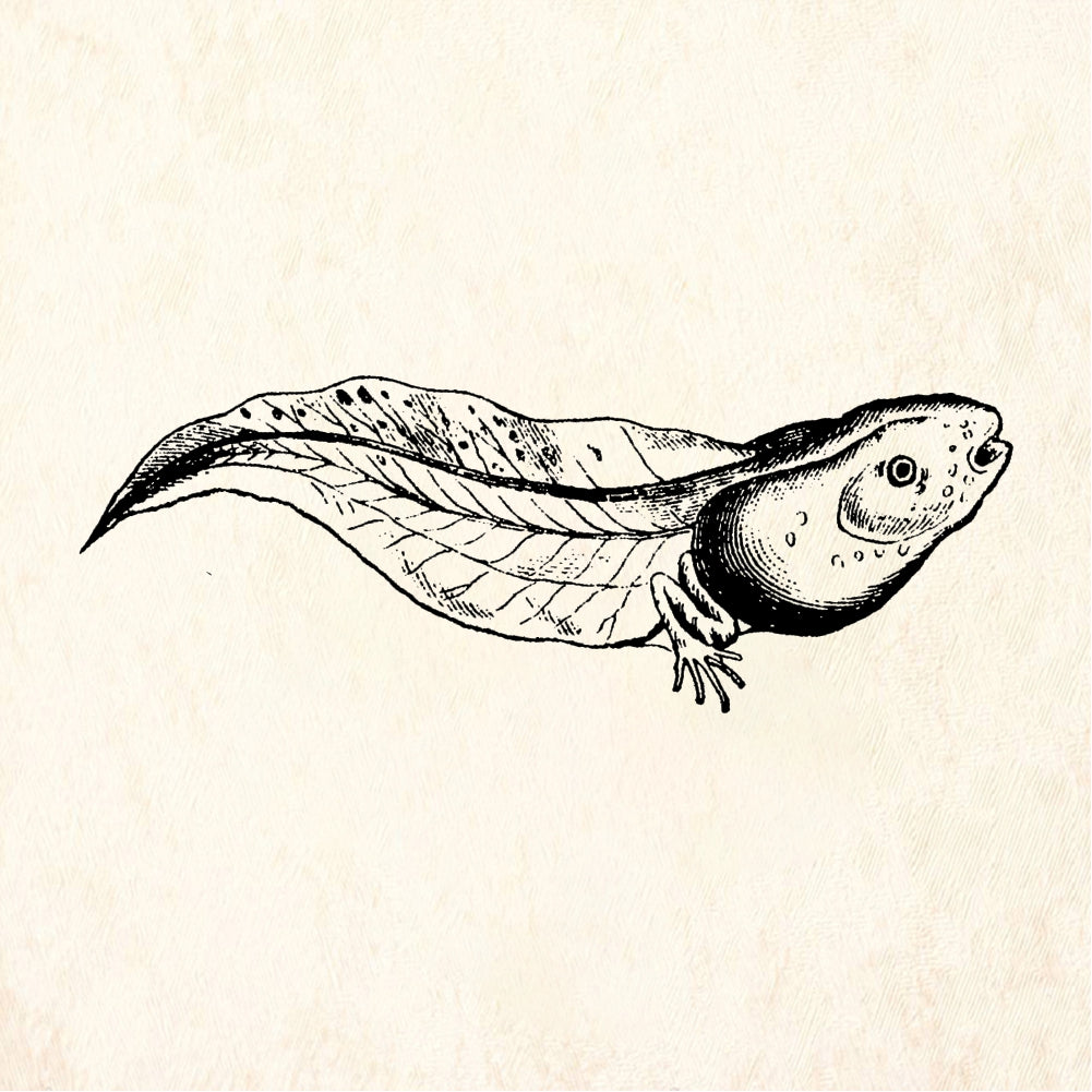 StampaFe Tadpole - Rubber Stamp 2.25 x 1.5