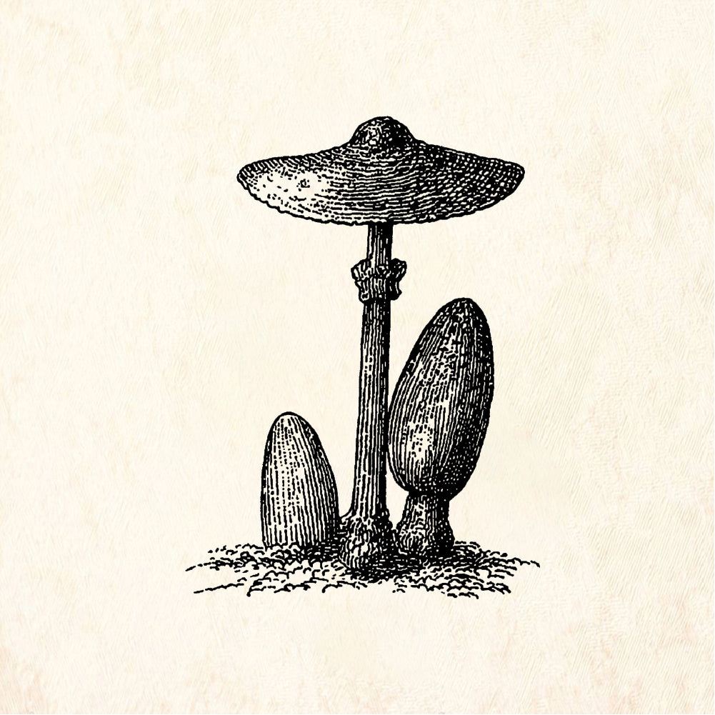 StampaFe Mushrooms - Rubber Stamp 1 x 2