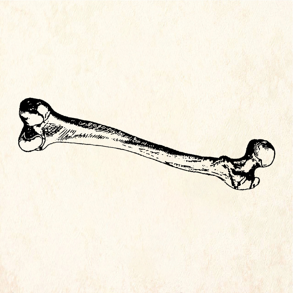 StampaFe Big Femur Anatomical Rubber Stamp 2.5 x 1