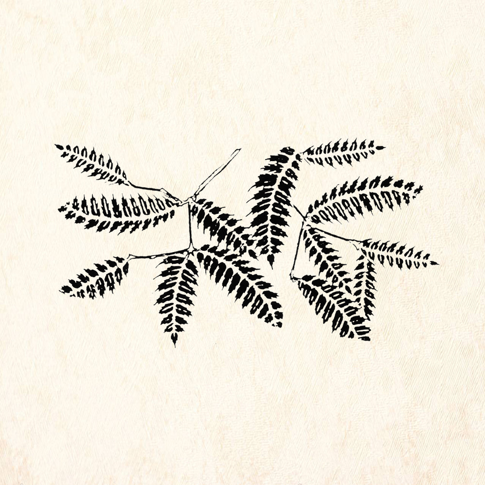StampaFe Fern Botanical Rubber Art Stamp