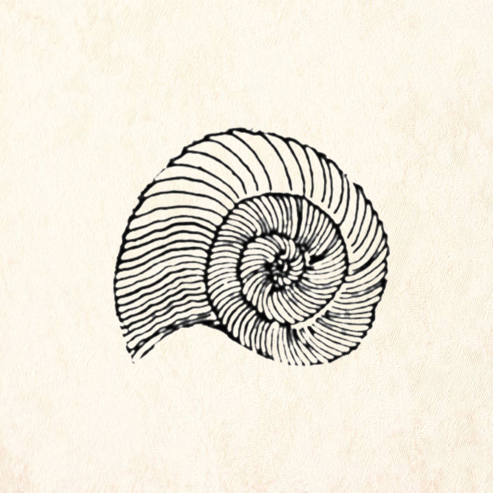 StampaFe Sea Swirl Shell Mixed Media Rubber Art Stamp