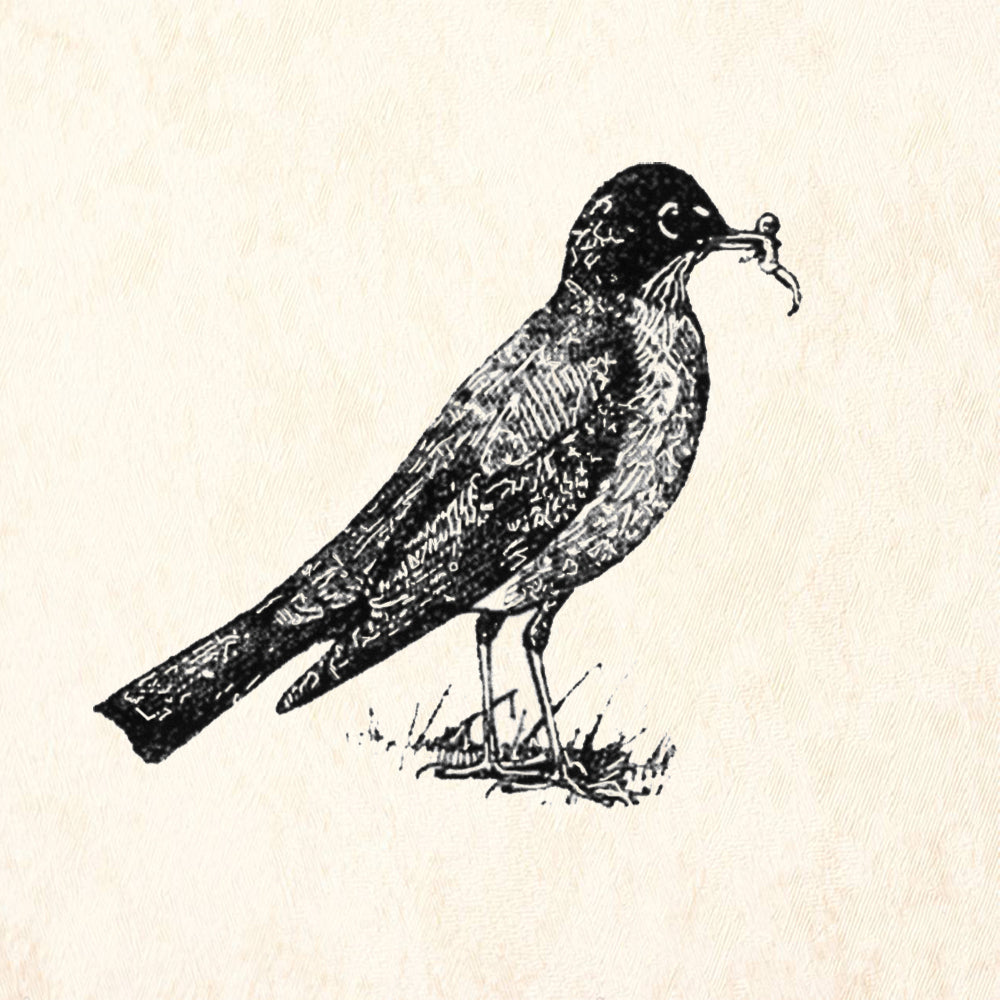 StampaFe Robin Bird Rubber Art Stamp