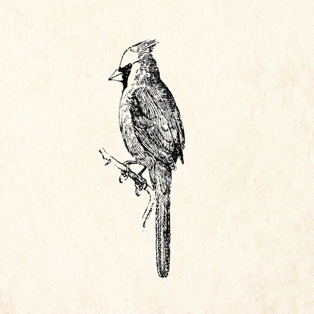 StampaFe Cardinal Bird Nature Rubber Art Stamp