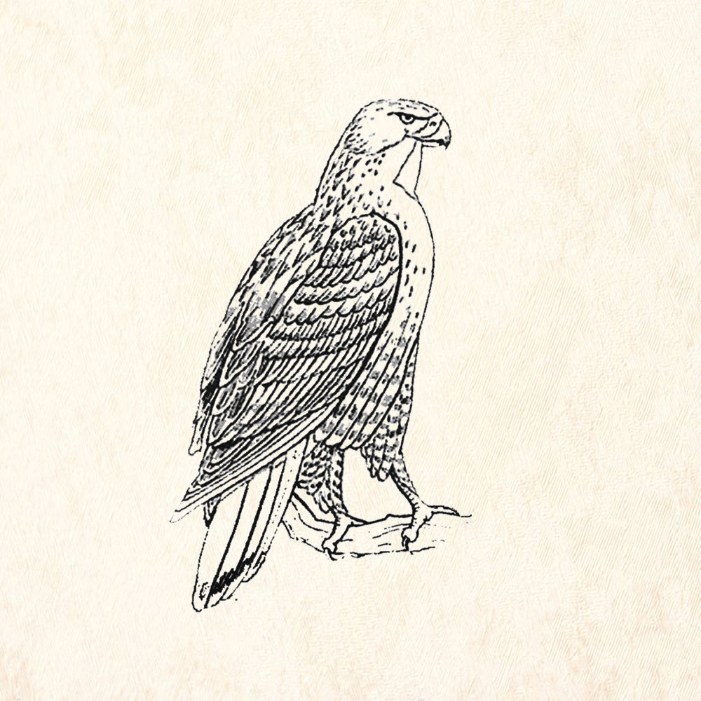 StampaFe Hawk Raptor Wildlife Rubber Art Stamp