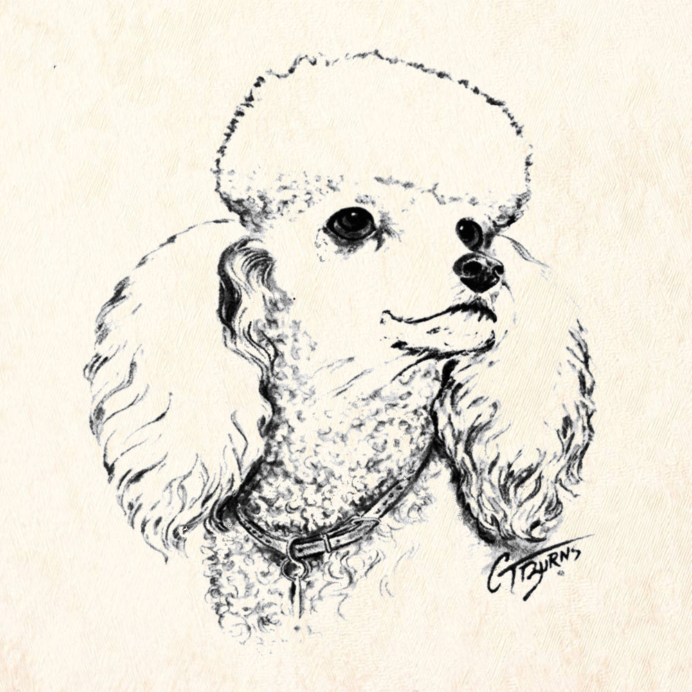 Poodle