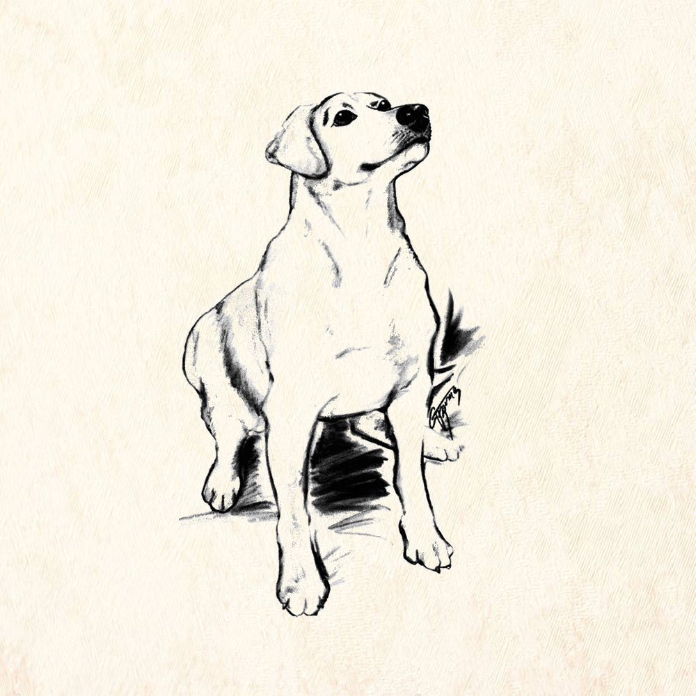 Labrador
