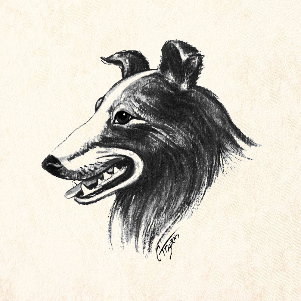 Collie