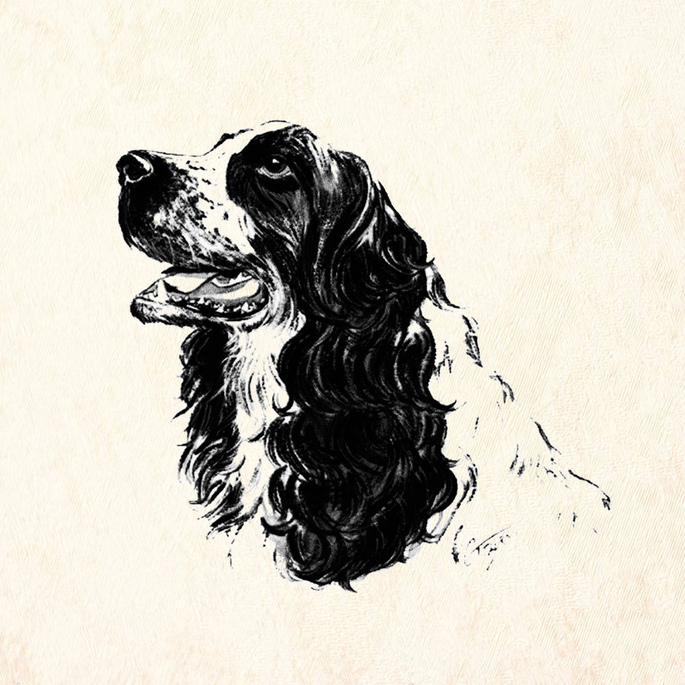 Cocker Spaniel