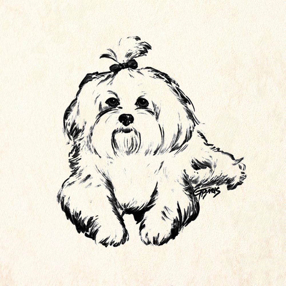Lhasa Apso