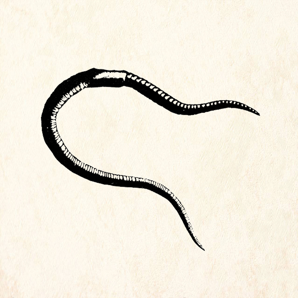 StampaFe Earthworm Nature Rubber Art Stamp