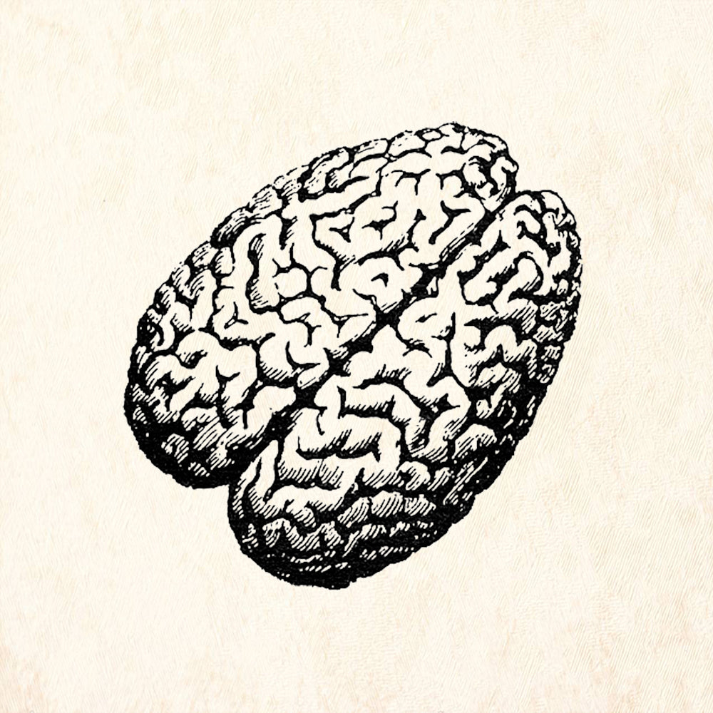 StampaFe Brain Anatomical Human Brain Science Rubber Art Stamp