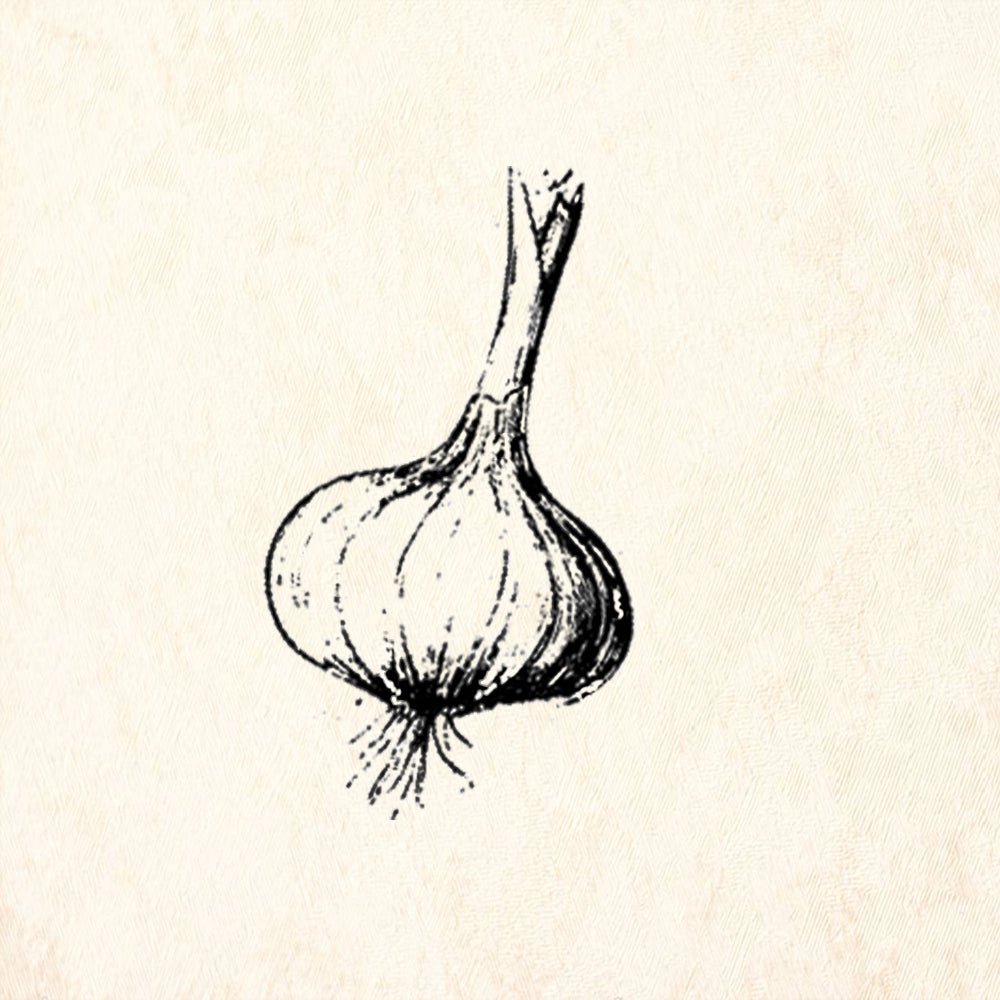 StampaFe Garlic Bulb Kitchen Herb Rubber Art Stamp
