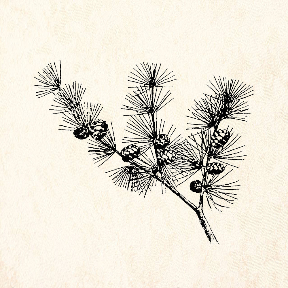 StampaFe Larch Left Pine Branch Cones Botanical Rubber Art Stamp