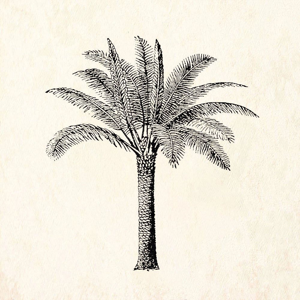 StampaFe Large Palm Tree Tropical Rubber Art Stamp