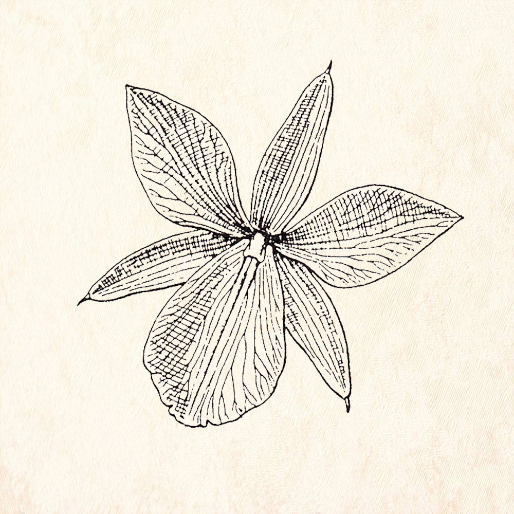 StampaFe Orchid Open Flower Botanical Rubber Art Stamp