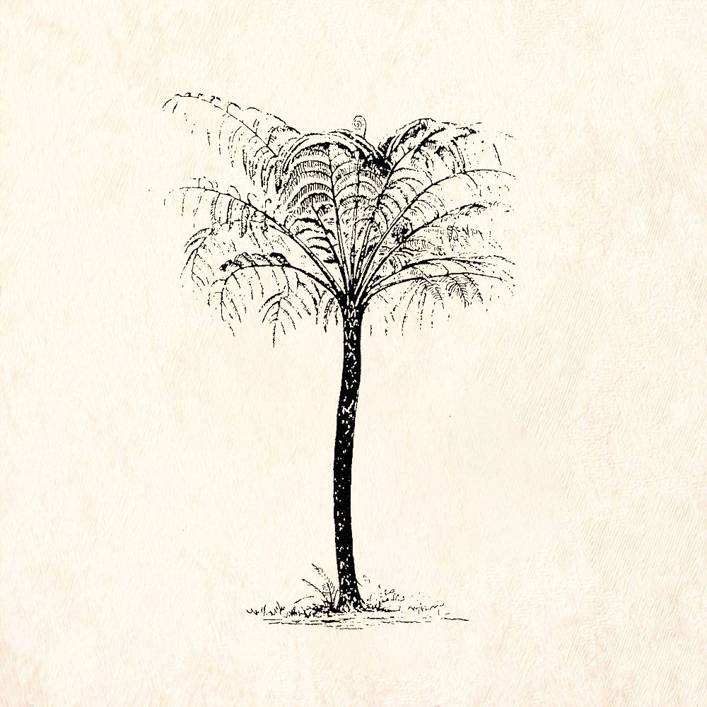 StampaFe Tree Fern Tall Tropical Botanical Rubber Art Stamp