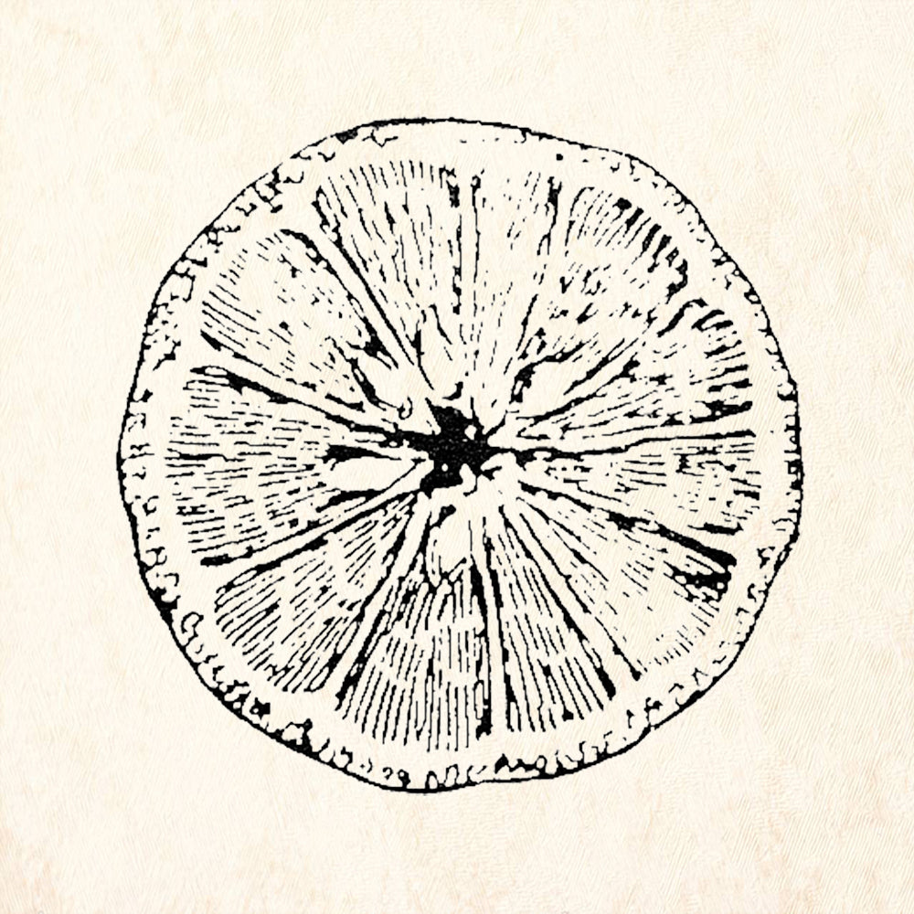 StampaFe Orange Slice Rubber Art Stamp