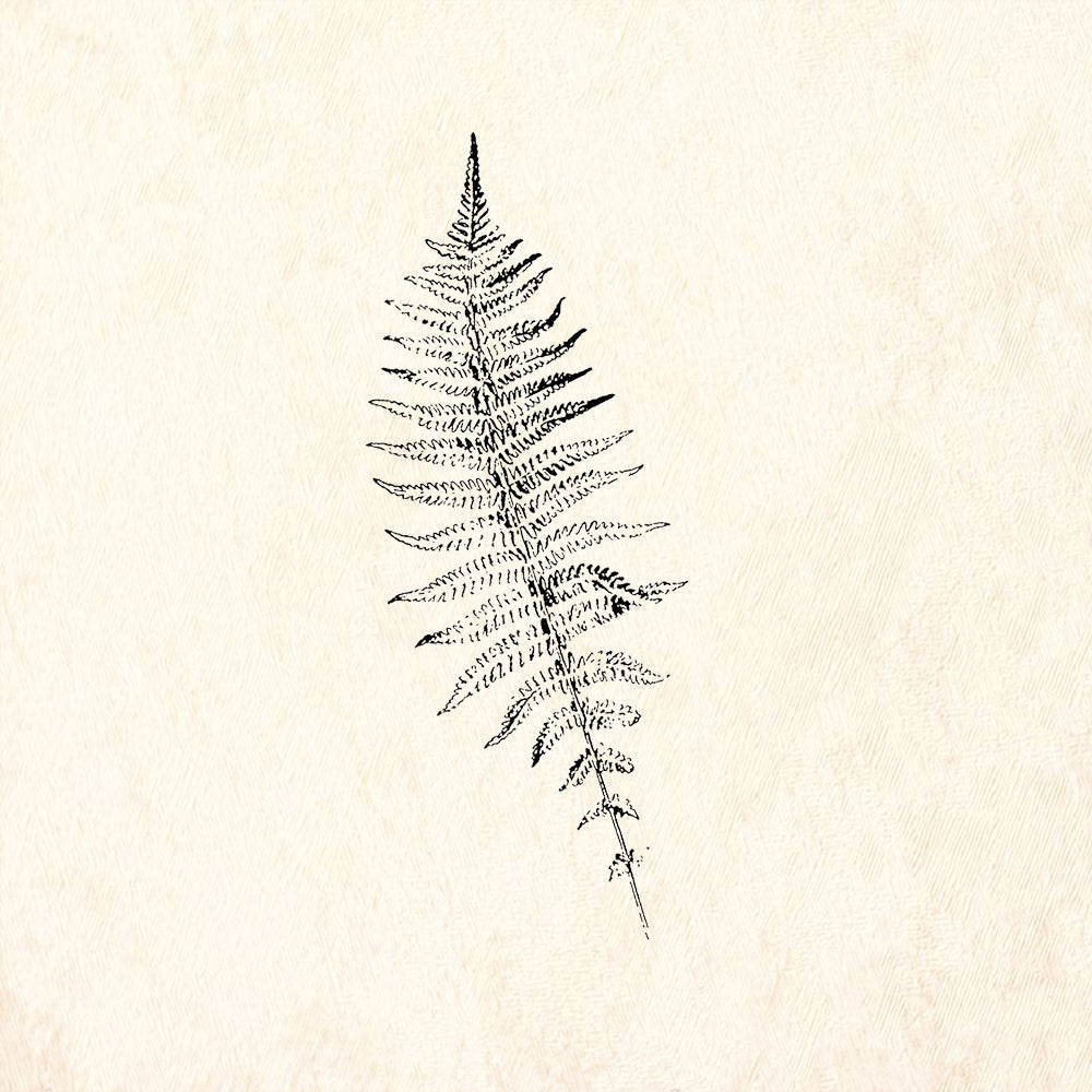 StampaFe Fern Frond Rubber Stamp