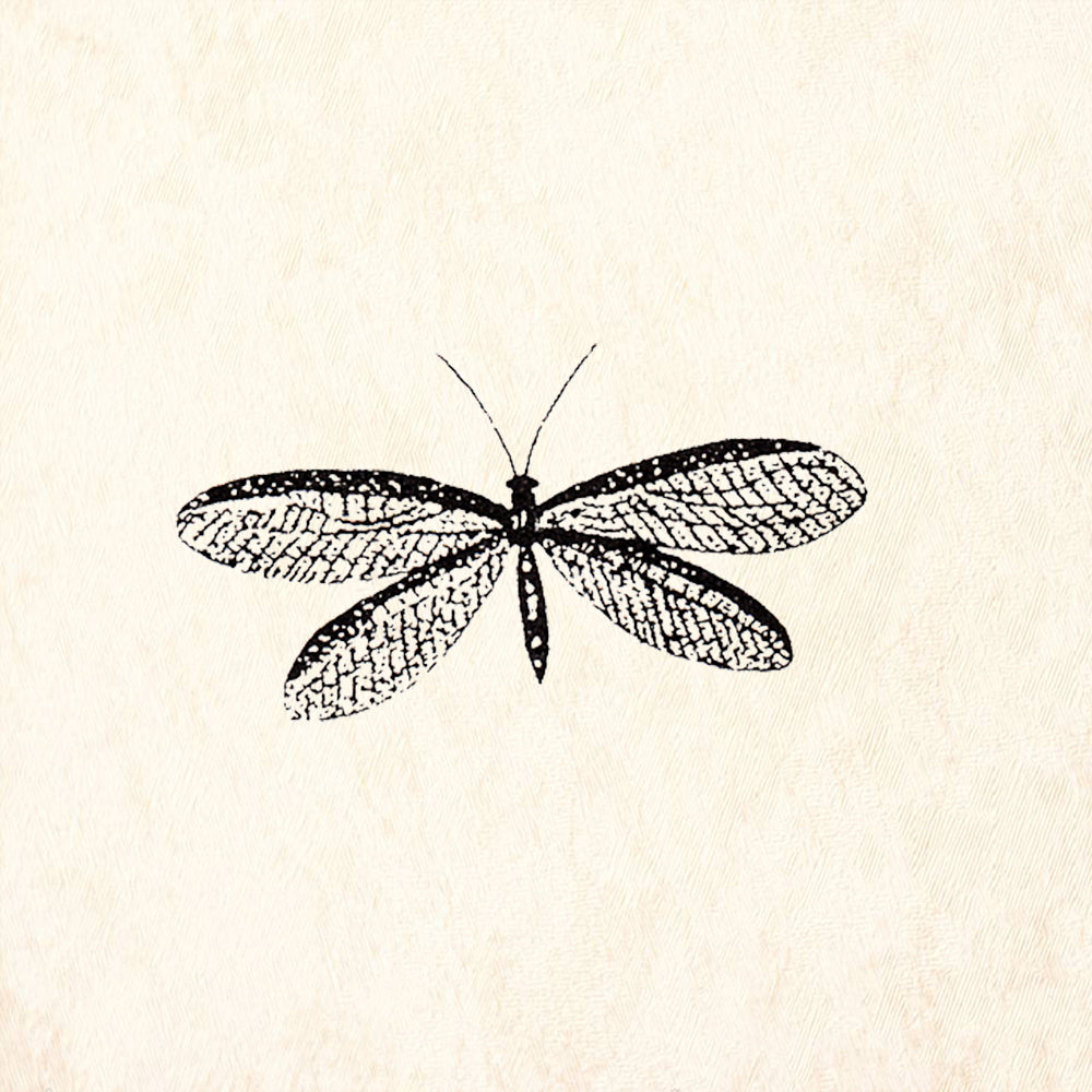 StampaFe May Fly Detailed Winged Insect Rubber Art Stamp