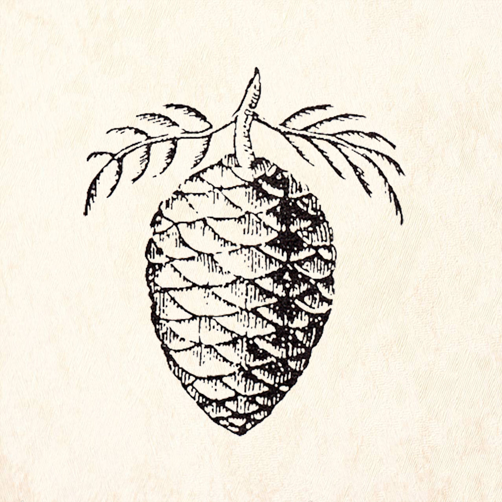 StampaFe Sequoia Cone Rubber Stamp