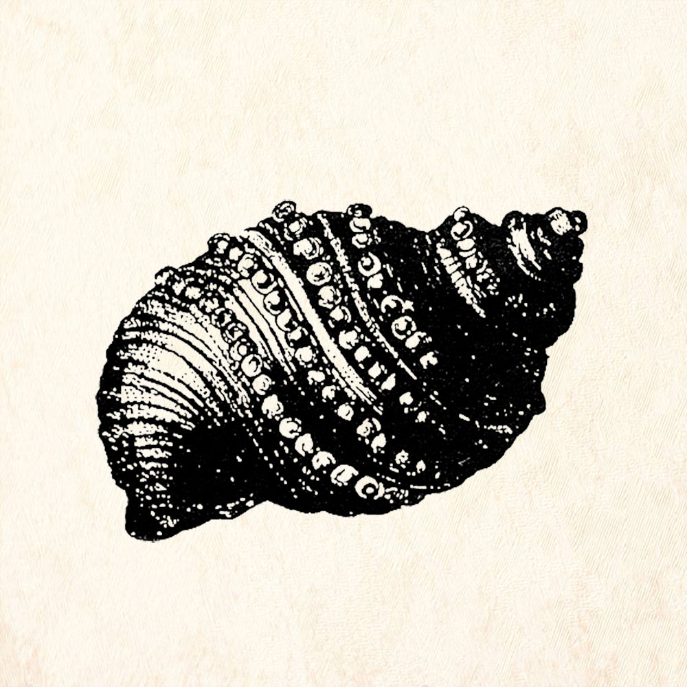 StampaFe Dark Shell Big Spiral Seashell Rubber Art Stamp