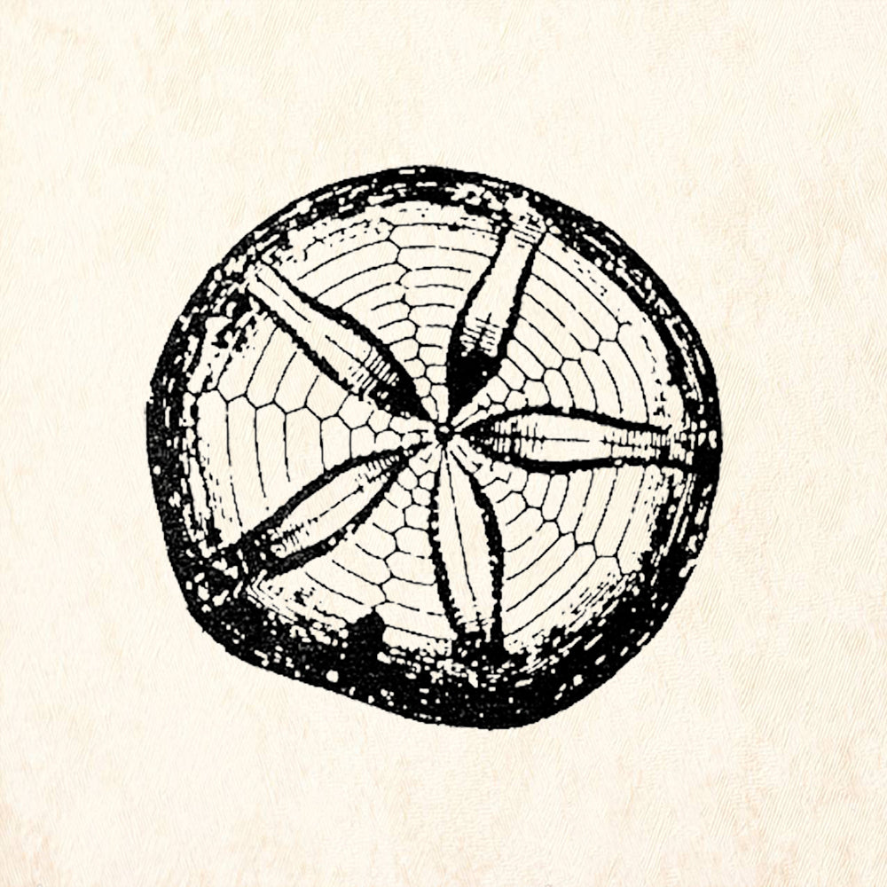 StampaFe Sand Dollar Seashell Ocean Life Rubber Art Stamp
