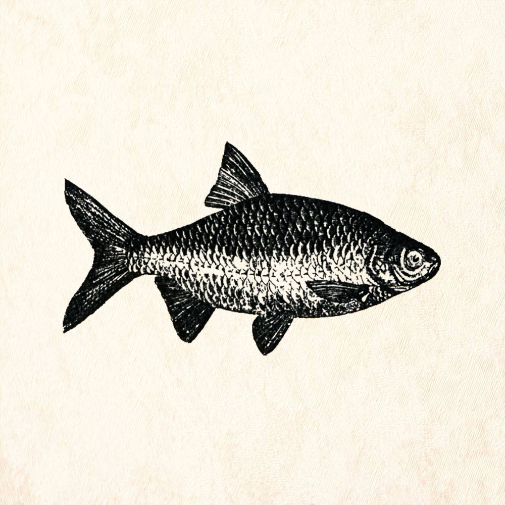 StampaFe Large Carp Detailed Freshwater Fish Rubber Art Stamp