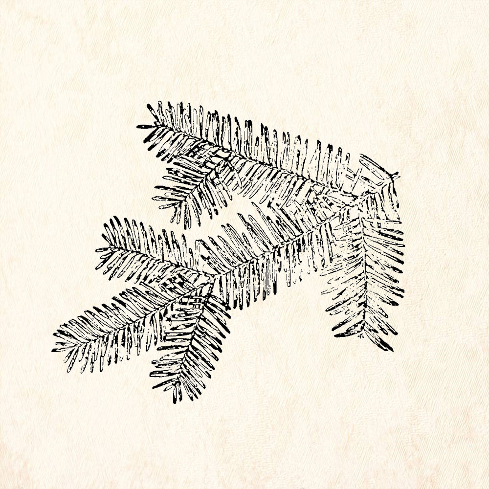 StampaFe Doug Fir Branch Rubber Stamp
