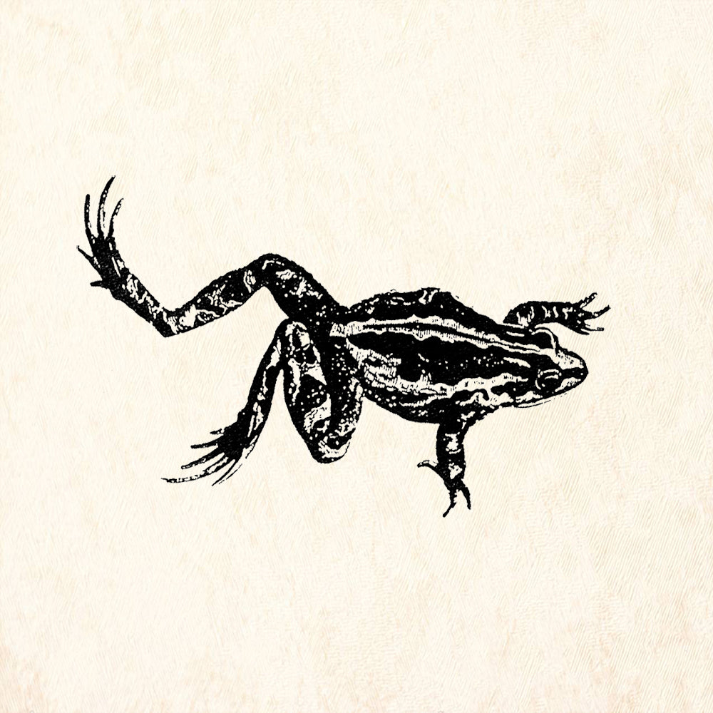 StampaFe Leaping Frog Facing Right Rubber Art Stamp
